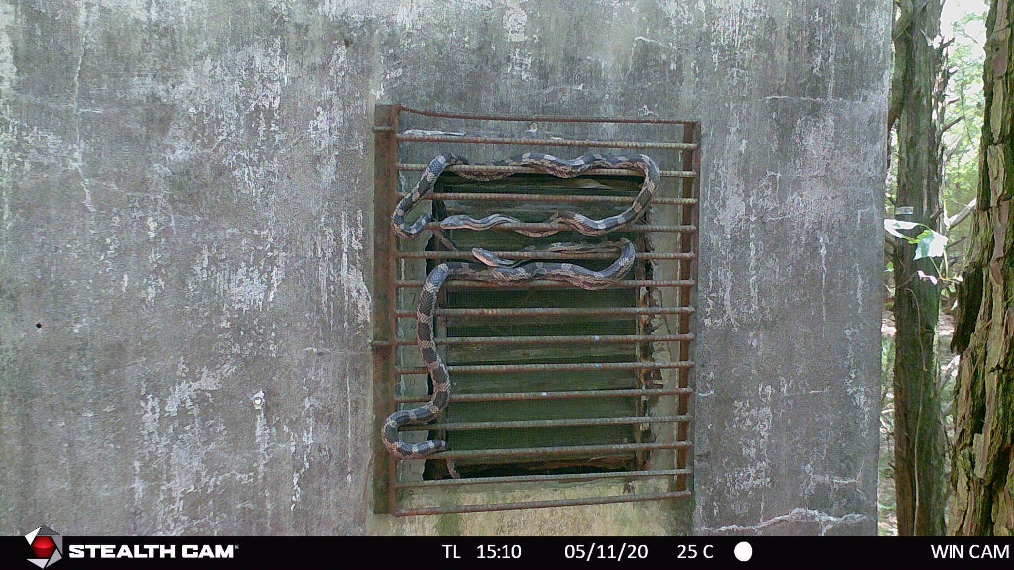 14 two big snakes basking 1 